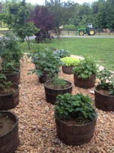 Abby's garden, radishes, peas, strawberries, lettuce